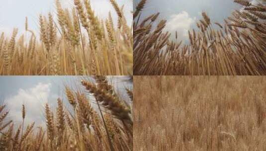 小麦农业麦田麦子麦穗农业农田丰收面食粮食高清在线视频素材下载