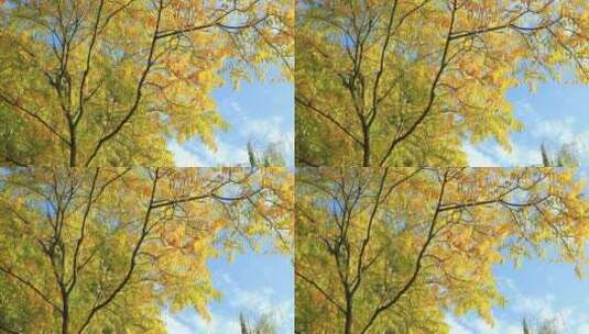 秋天金色树叶高清在线视频素材下载