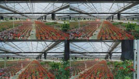鲜花培育种植基地苗圃高清在线视频素材下载