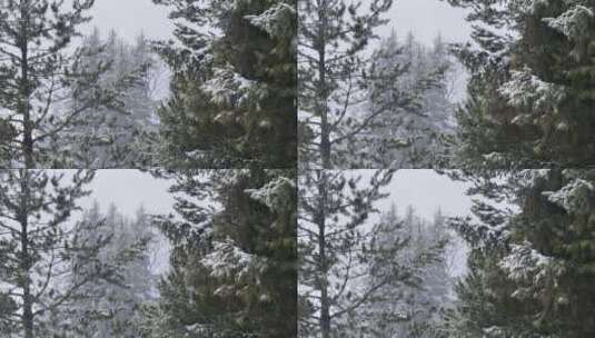 冬天的松枝高清在线视频素材下载