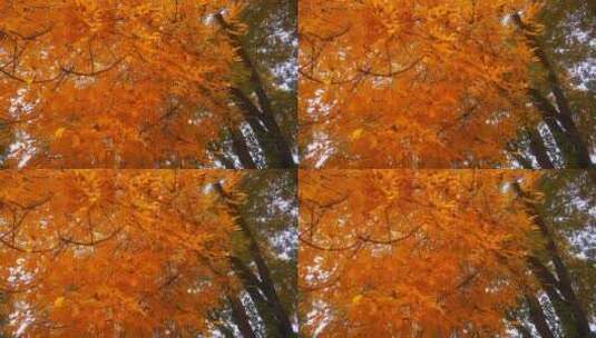 秋天树枝树叶植物枫叶高清在线视频素材下载