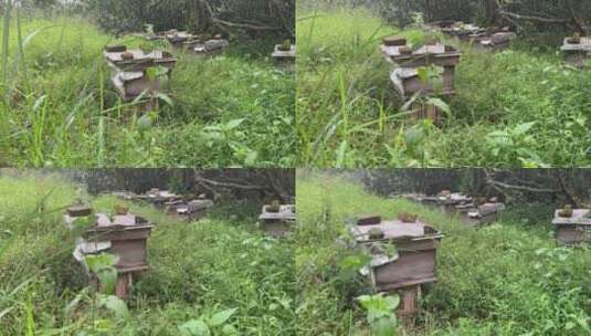 养蜂蜂箱4K实拍视频高清在线视频素材下载