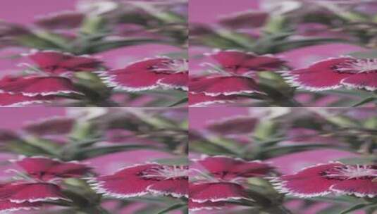 茎和绿叶之间的花朵高清在线视频素材下载