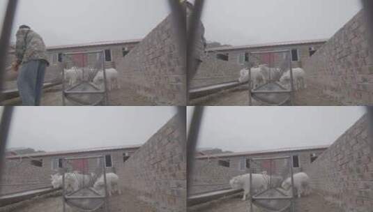 绒山羊养殖基地高清在线视频素材下载