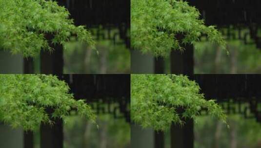 164 杭州 风景 古建筑 下雨天 树叶高清在线视频素材下载