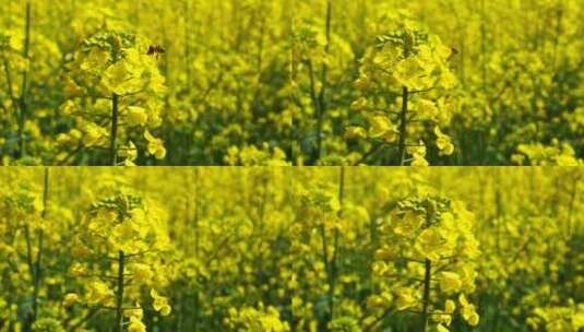 油菜花 蜜蜂采蜜高清在线视频素材下载