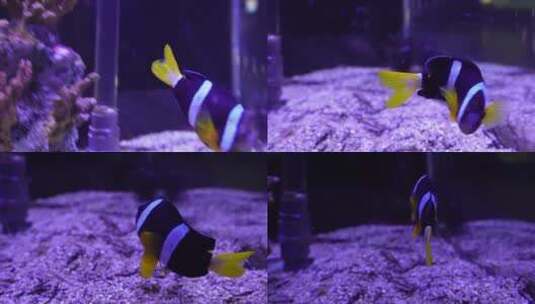 尼莫小丑鱼海洋奇遇记高清在线视频素材下载