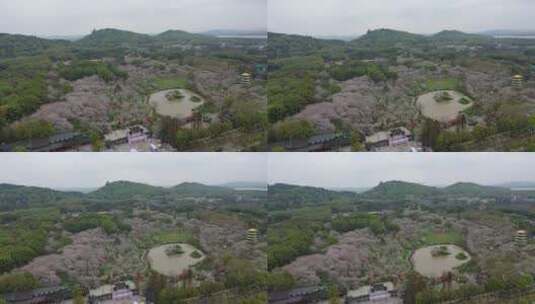 航拍武汉东湖樱园樱花春季东湖风景区高清在线视频素材下载