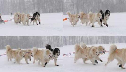 哈士奇雪橇狗慢跑高清在线视频素材下载
