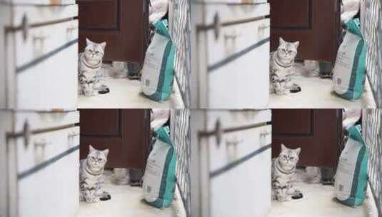 宠物猫在门口休息张望高清在线视频素材下载