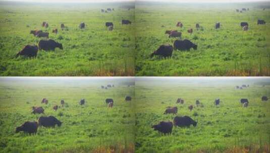 生态湿地草原上的牛高清在线视频素材下载