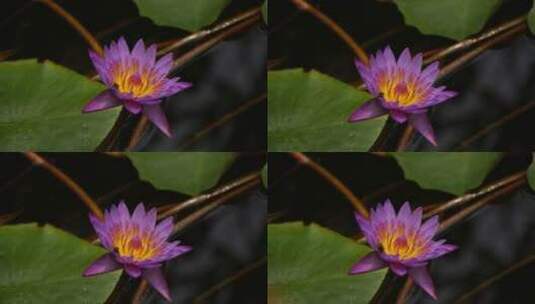 野外紫色睡莲花展示高清在线视频素材下载