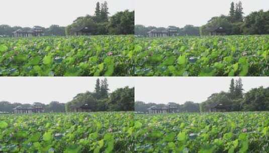 杭州西湖景区曲院风荷荷花高清在线视频素材下载