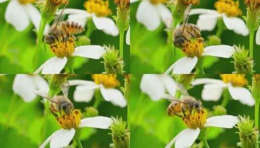 【正版4K素材】蜜蜂采花升格视频高清在线视频素材下载
