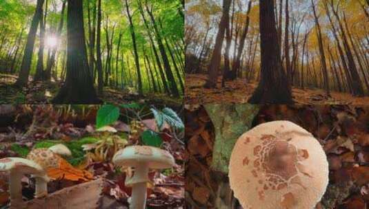 秋天来了叶子变黄了延时真菌蘑菇长大高清在线视频素材下载