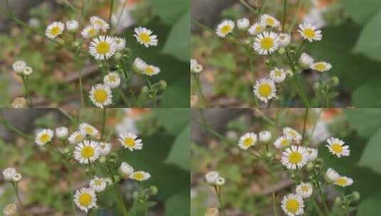 野葵花特写高清在线视频素材下载