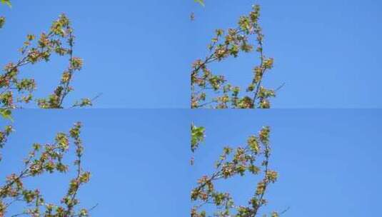 蓝天风吹树叶绿树阳光柔美空镜03高清在线视频素材下载