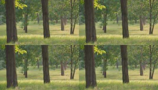 夏日树林光影实拍空境视频高清在线视频素材下载
