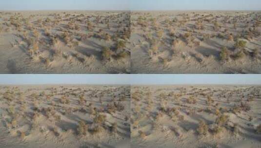 新疆塔克拉玛干沙漠胡杨林自然风光高清在线视频素材下载