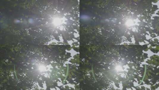 阳光穿过银杏树叶摇镜头LOG高清在线视频素材下载