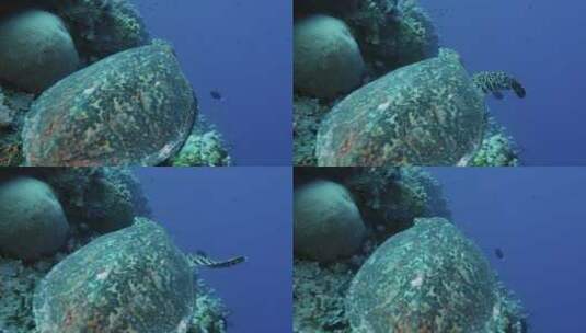 大堡礁鹰嘴龟慢动作。澳大利亚。红色相机高清在线视频素材下载