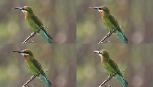 美丽的鸟栖息在一根小树枝上高清在线视频素材下载