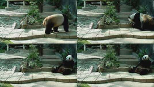 坐下吃竹笋的熊猫高清在线视频素材下载