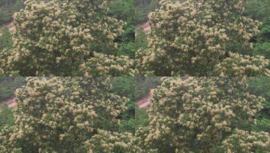 航拍威海正棋山中正在开花的板栗树高清在线视频素材下载