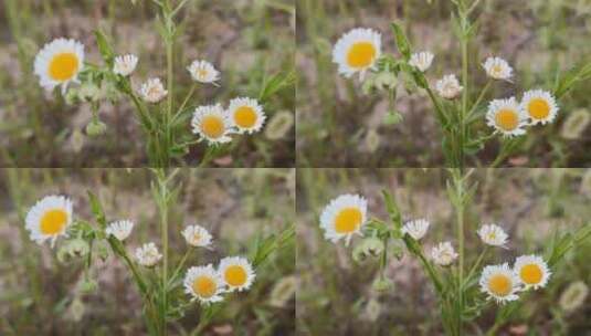 白色小雏菊花朵高清在线视频素材下载