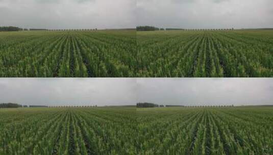 航拍万亩玉米标准化种植田高清在线视频素材下载