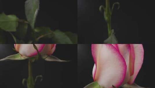白色和粉红色渐变的玫瑰花朵特写高清在线视频素材下载