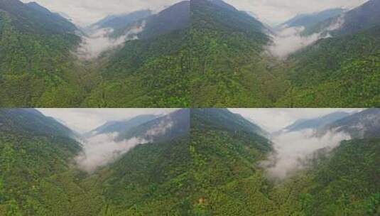 森林公园山脉峡谷前进到云雾里高清在线视频素材下载