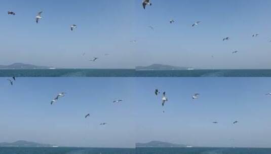 大海海鸥飞翔高清在线视频素材下载