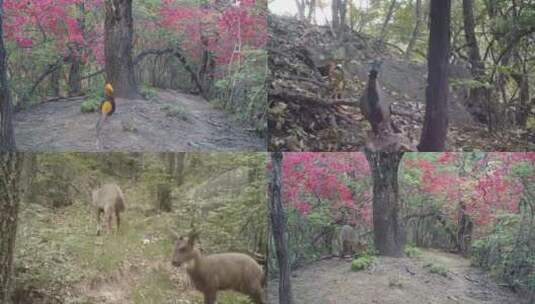 森林野生动物高清在线视频素材下载