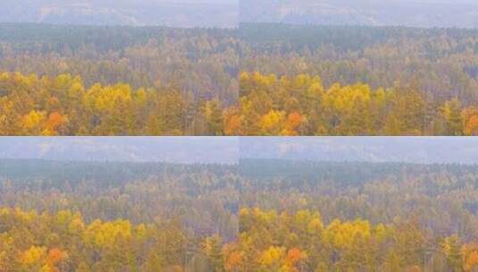 一目九岭 俯拍金黄色森林 深秋景观 全景高清在线视频素材下载