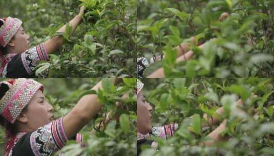 少数民族茶农茶园中采茶高清在线视频素材下载