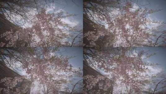 春天樱花盛开特写高清在线视频素材下载