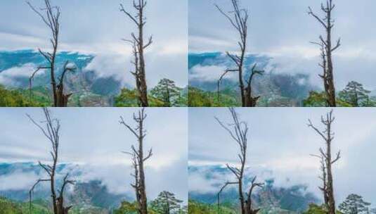 大山里的枯树景观高清在线视频素材下载