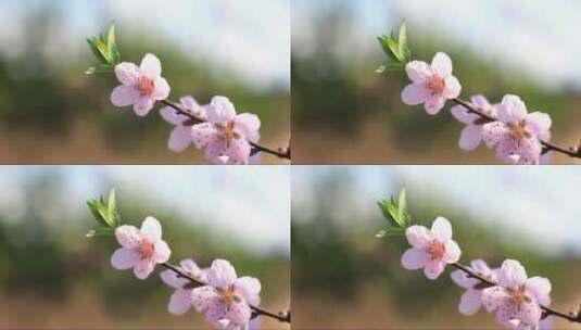 桃花的特写高清在线视频素材下载