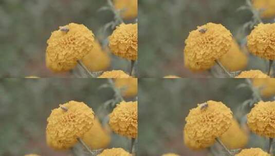 蜜蜂在万亩花海采摘万寿菊高清在线视频素材下载