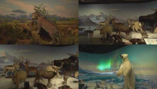 自然博物馆动物展厅高清在线视频素材下载