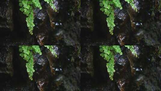 原始森林蕨类植物下雨水滴绿色生态高清在线视频素材下载