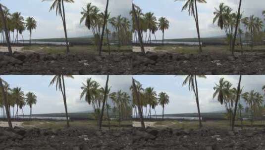 海岸边的椰子树林高清在线视频素材下载