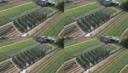 农业种植航拍高清在线视频素材下载