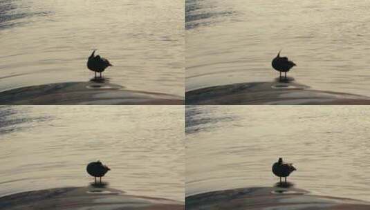 西安浐灞 鸭子戏水挑毛 4k高清在线视频素材下载