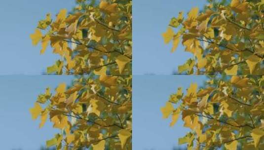 秋天的黄叶高清在线视频素材下载