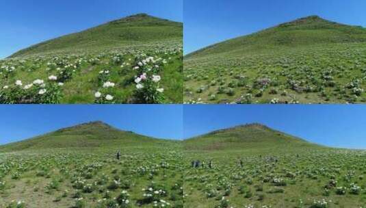 大兴安岭芍药坡高清在线视频素材下载