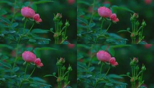 月季花 玫瑰花 鲜花 花朵 花园 露水高清在线视频素材下载