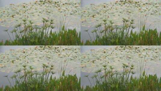 湖边水草风吹芦苇大河江河江边湖泊湖畔岸边高清在线视频素材下载