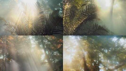 阳光森林 迷雾森林 阳光树林高清在线视频素材下载